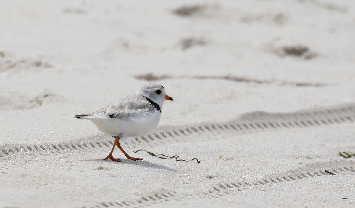 Piping Plover - ML207683761