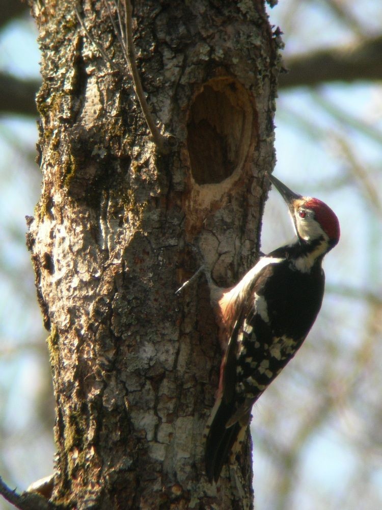 White-backed Woodpecker - ML207689531