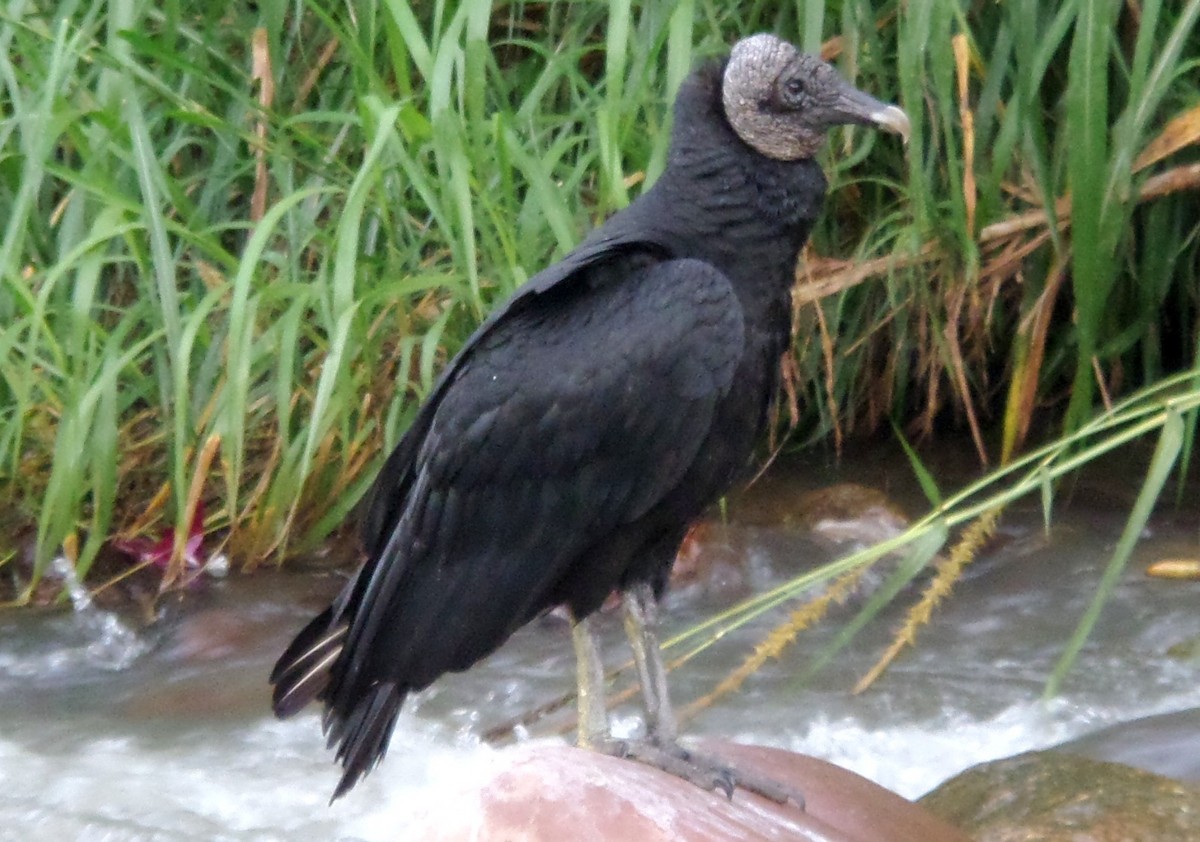 Black Vulture - Alfredo Correa