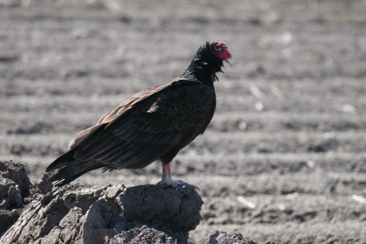 Turkey Vulture - Bill Eisele