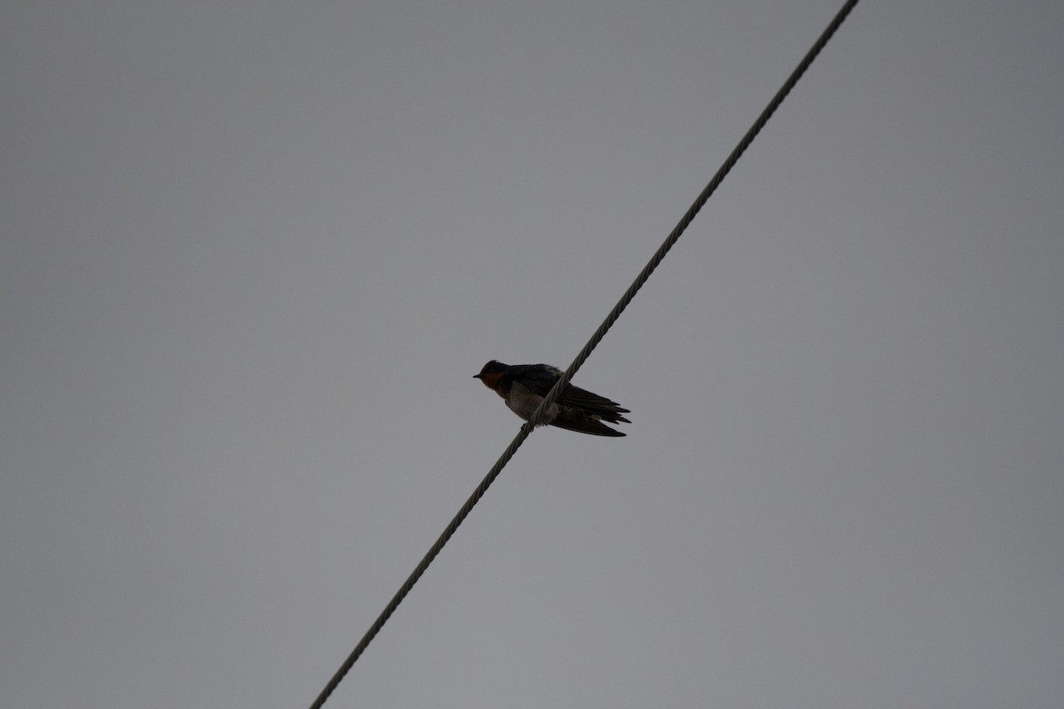 Barn Swallow - ML207703301