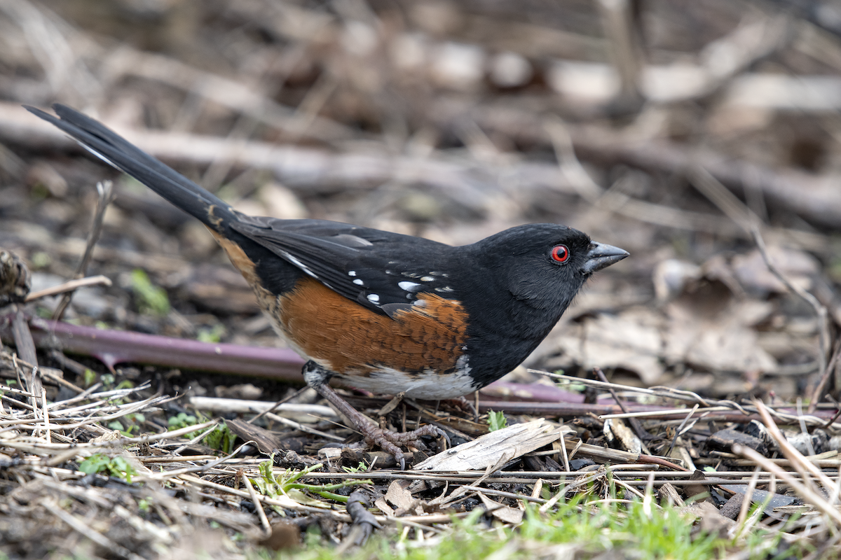 Spotted Towhee - ML207704831