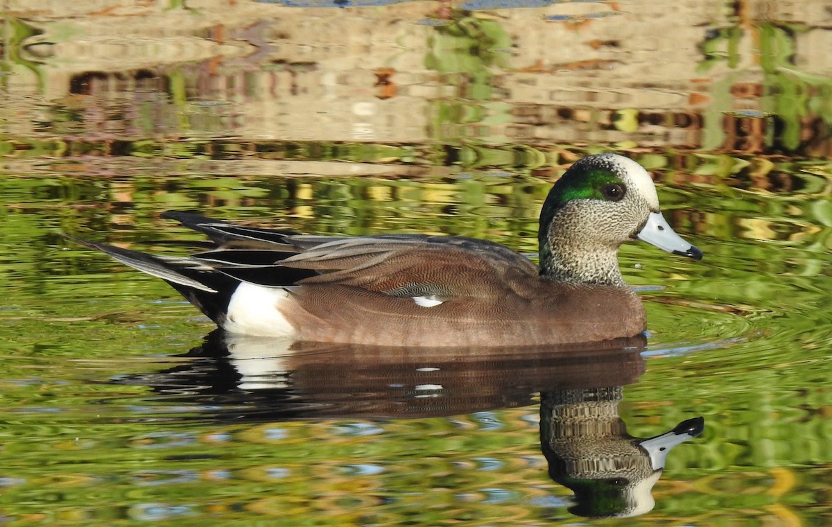 American Wigeon - Anonymous