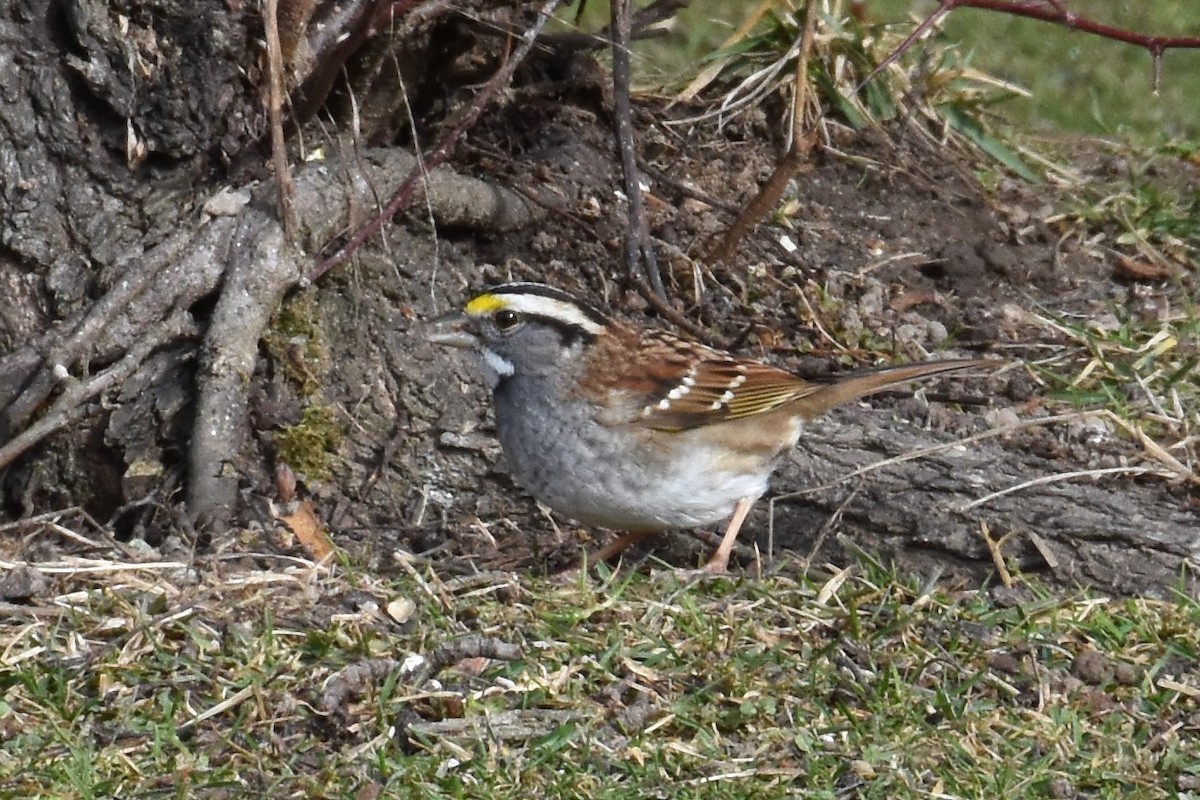 White-throated Sparrow - ML207706531
