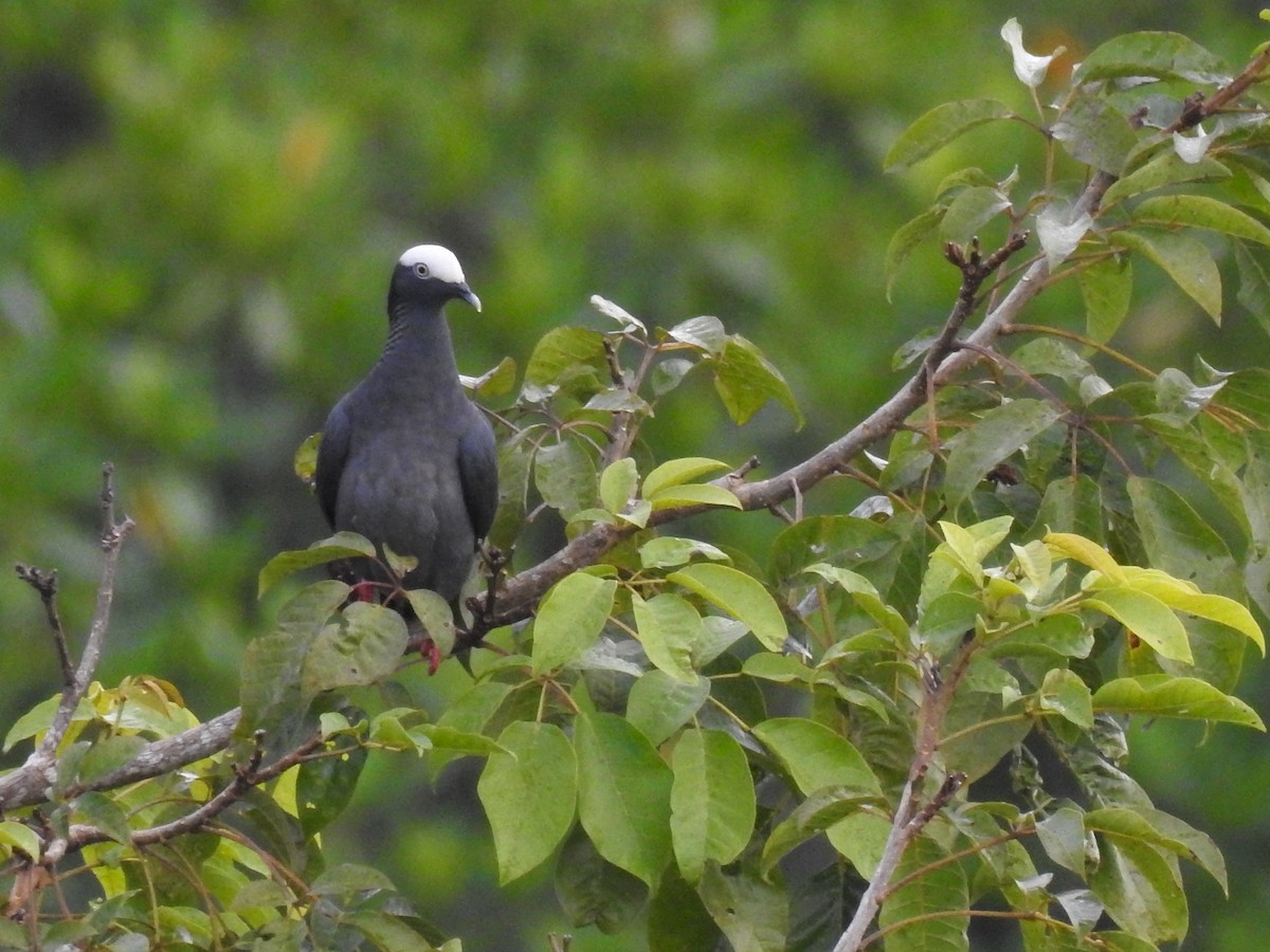 White-crowned Pigeon - ML207707201
