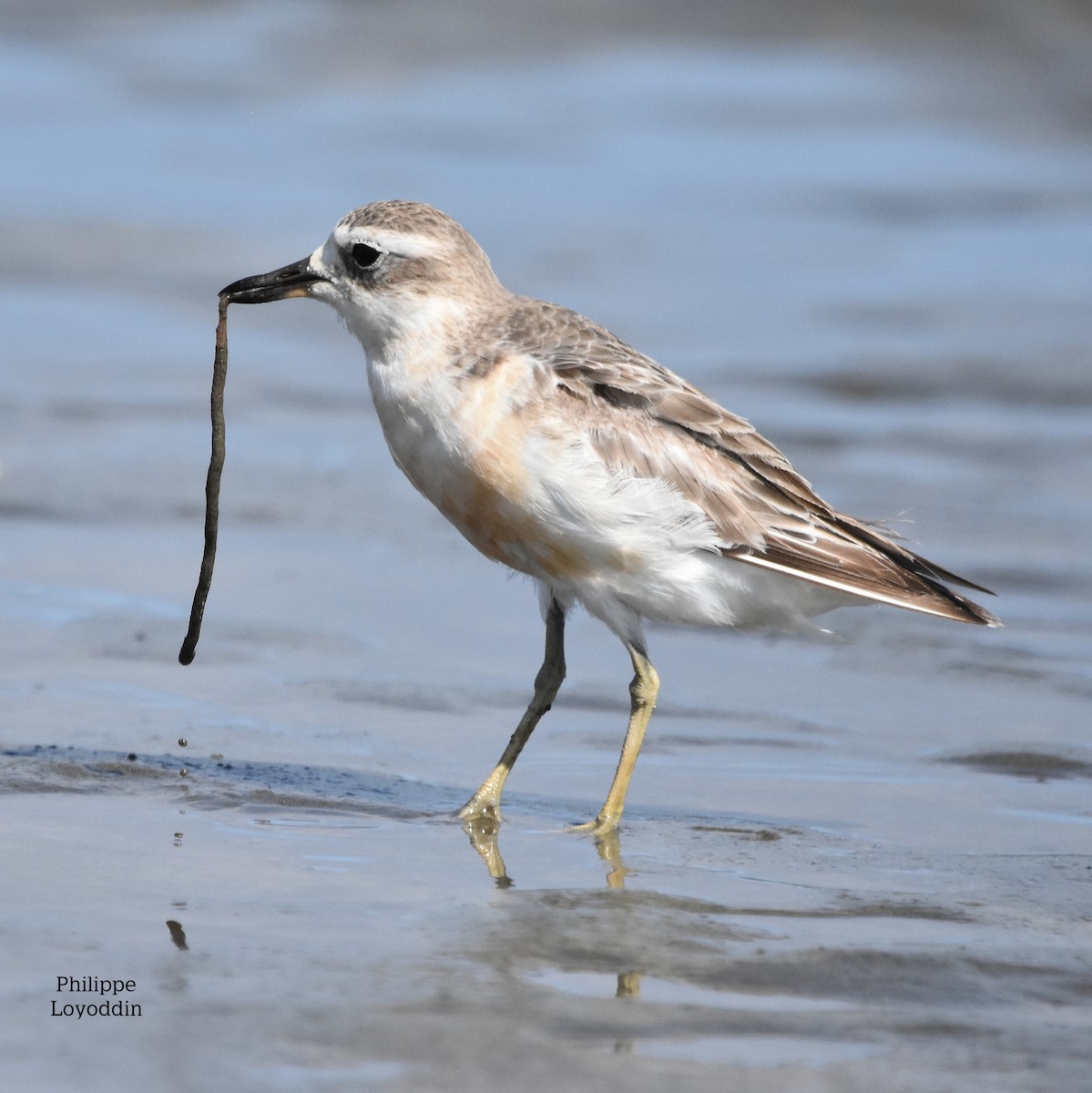 Red-breasted Dotterel - ML207707981