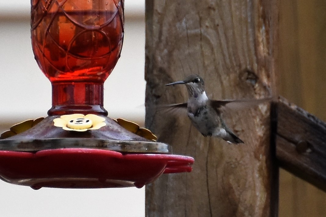 Black-chinned Hummingbird - ML207708131