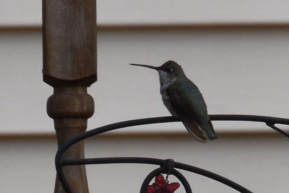 Black-chinned Hummingbird - ML207708181