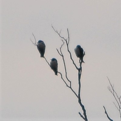 White-breasted Woodswallow - Tristan Mirasol