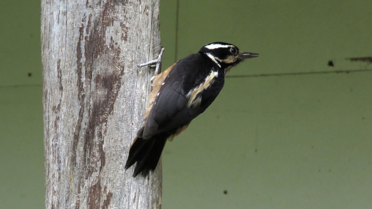 Hairy Woodpecker (Costa Rican) - Dan J. MacNeal