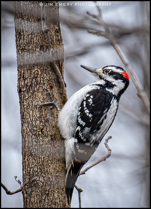 Hairy Woodpecker - Jim Emery