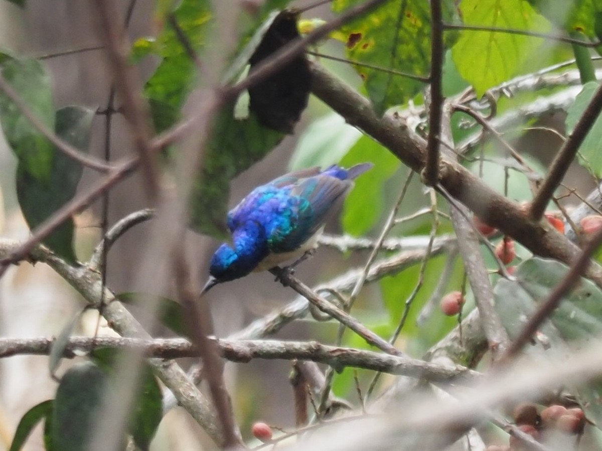 Violet-tailed Sunbird - ML207740111