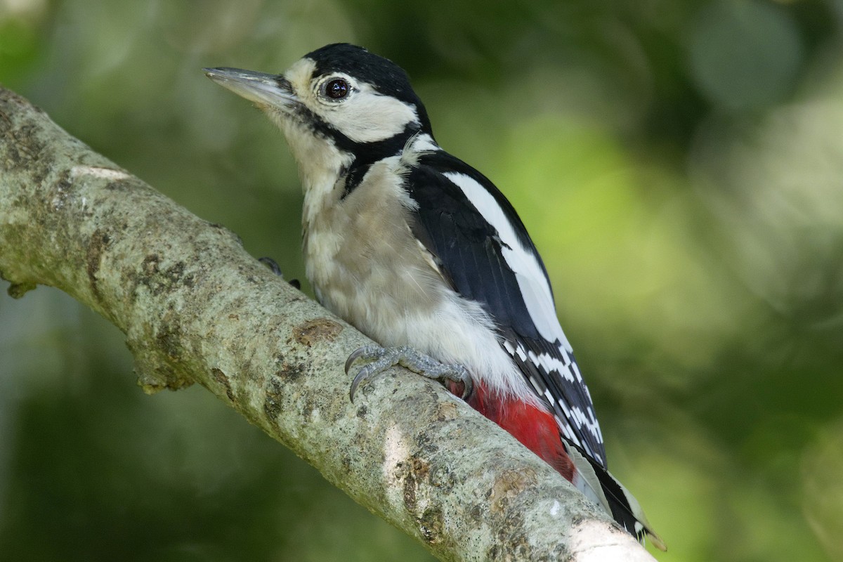 Great Spotted Woodpecker - ML207740401