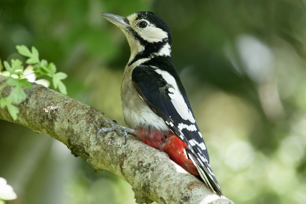 Great Spotted Woodpecker - ML207742711