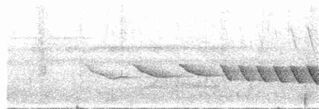 Paruline des rives (mesoleuca) - ML207743301