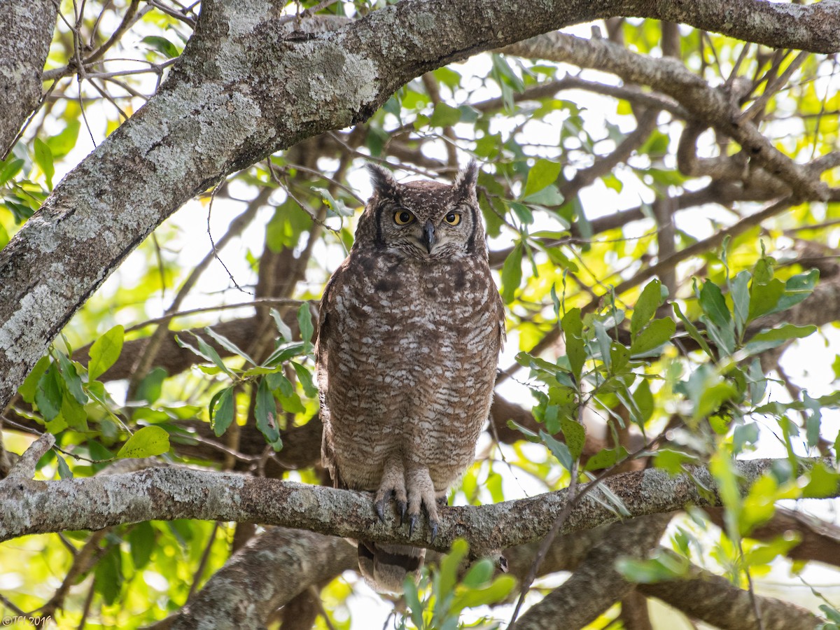 Spotted Eagle-Owl - T I
