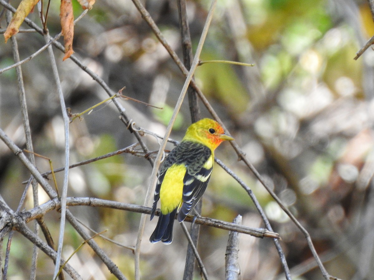 Western Tanager - ML207745961