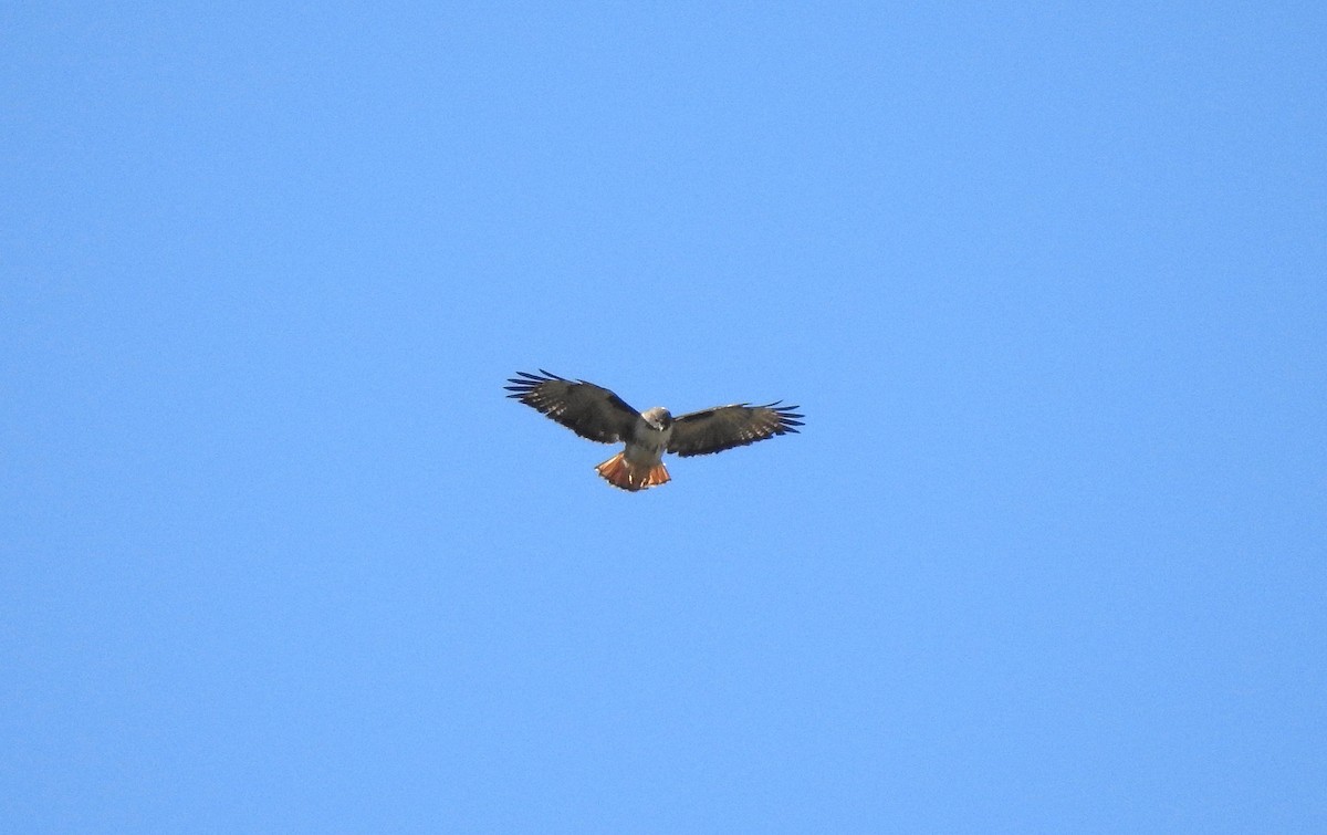 Red-tailed Hawk - Club Observadores  de Oriente