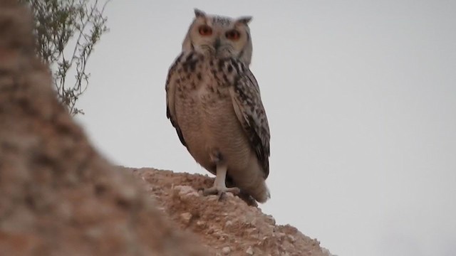 Pharaoh Eagle-Owl - ML207749521