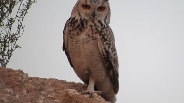 Pharaoh Eagle-Owl - ML207749771