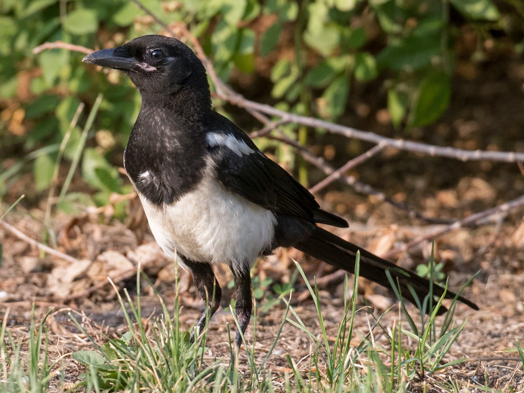 Eurasian Magpie - eBird