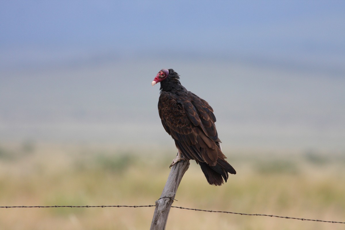 Turkey Vulture - Håvar Hveding