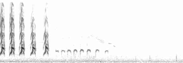 Whimbrel (Hudsonian) - ML207754