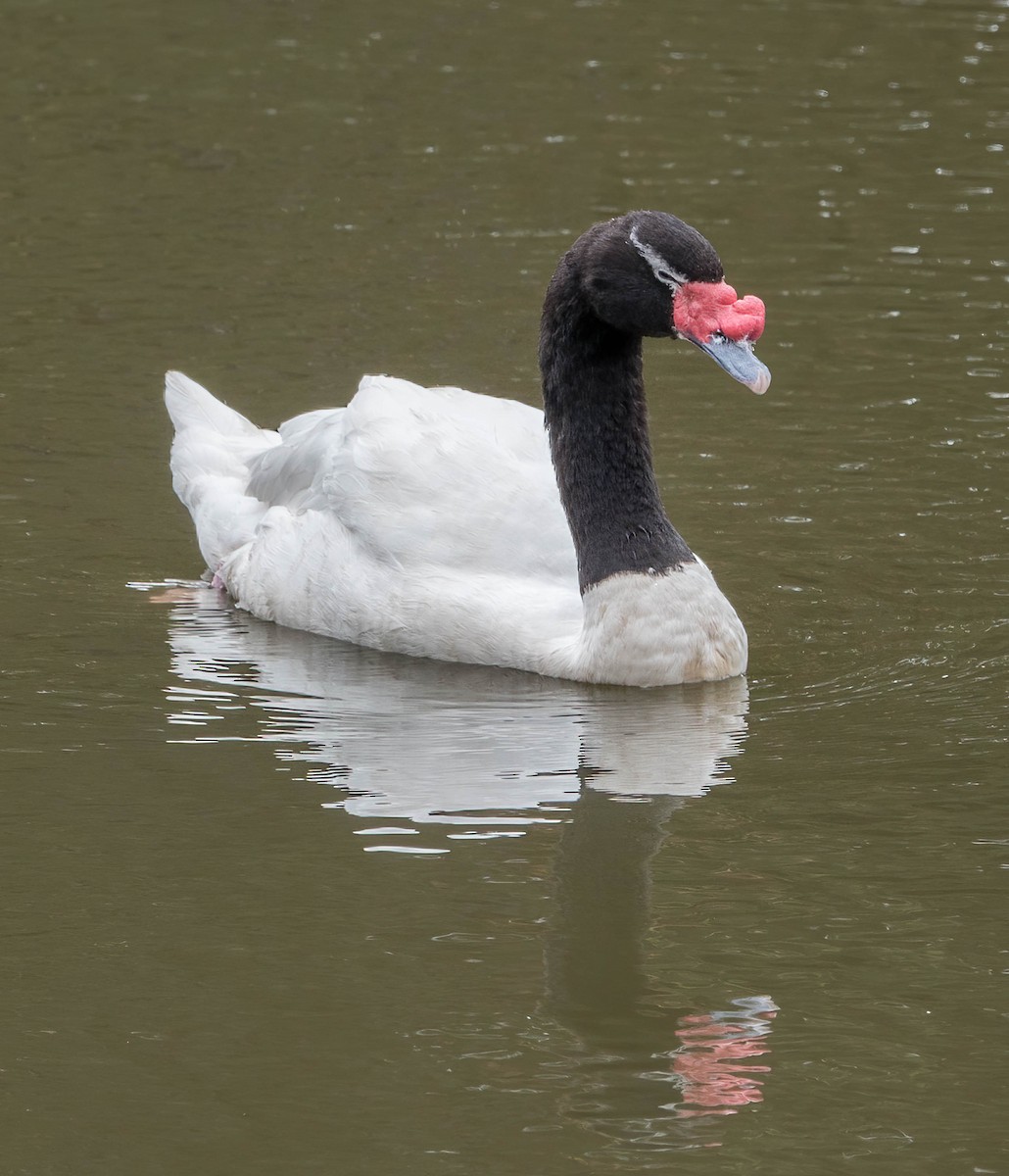 Black-necked Swan - Gary Larsen