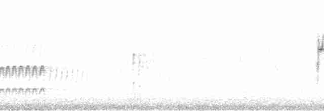 Bergeronnette de Béringie (tschutschensis/plexa) - ML207758
