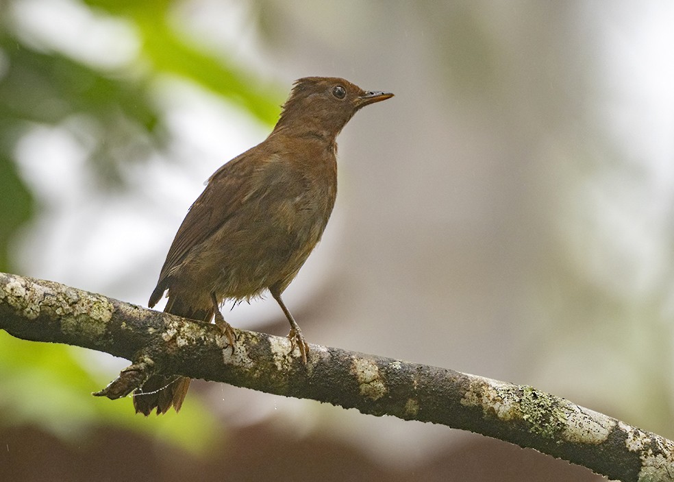 Rufous-brown Solitaire - ML207762111