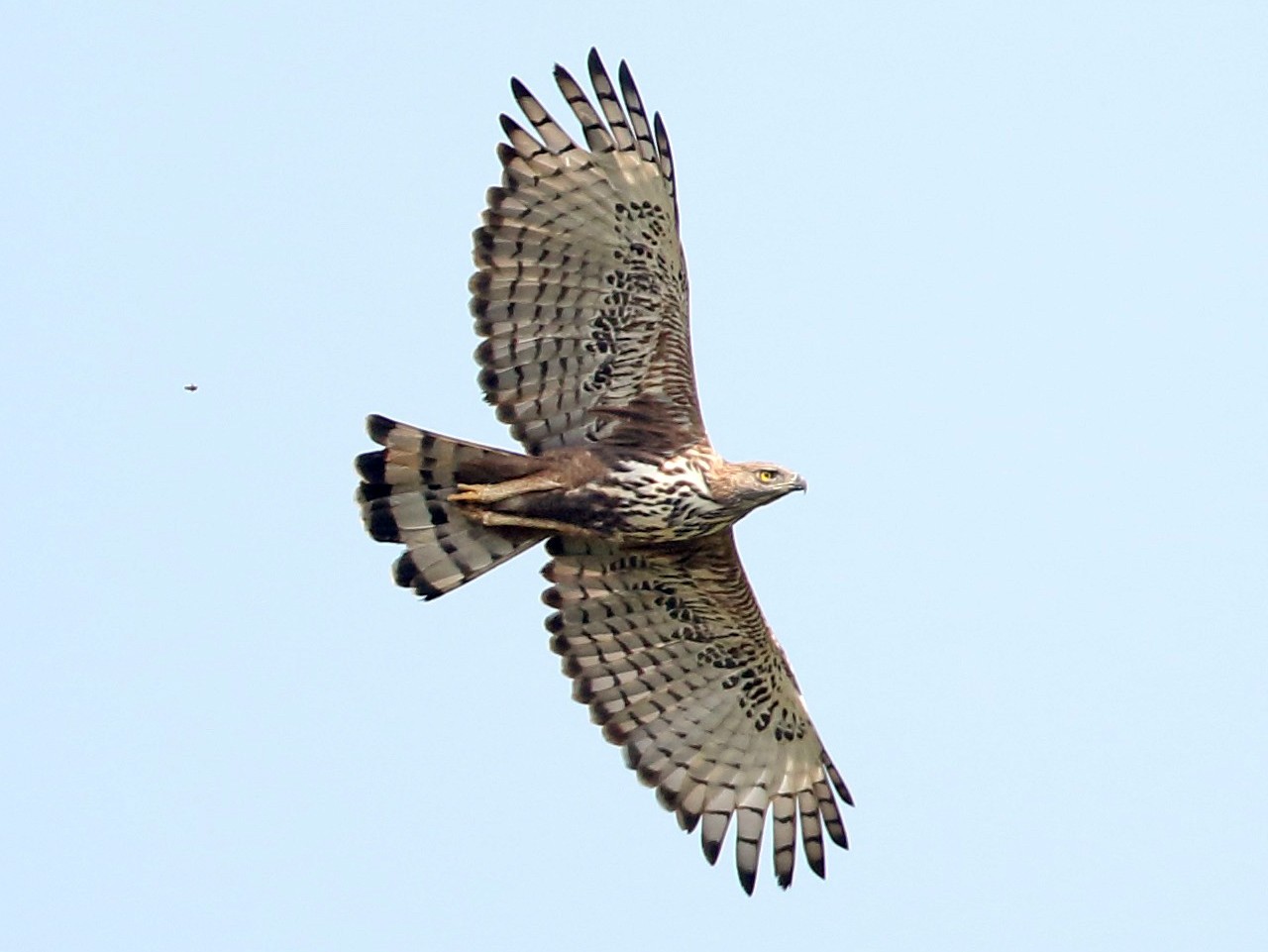 Changeable Hawk-Eagle - Savio Fonseca (www.avocet-peregrine.com)