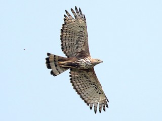  - Changeable Hawk-Eagle (Crested)
