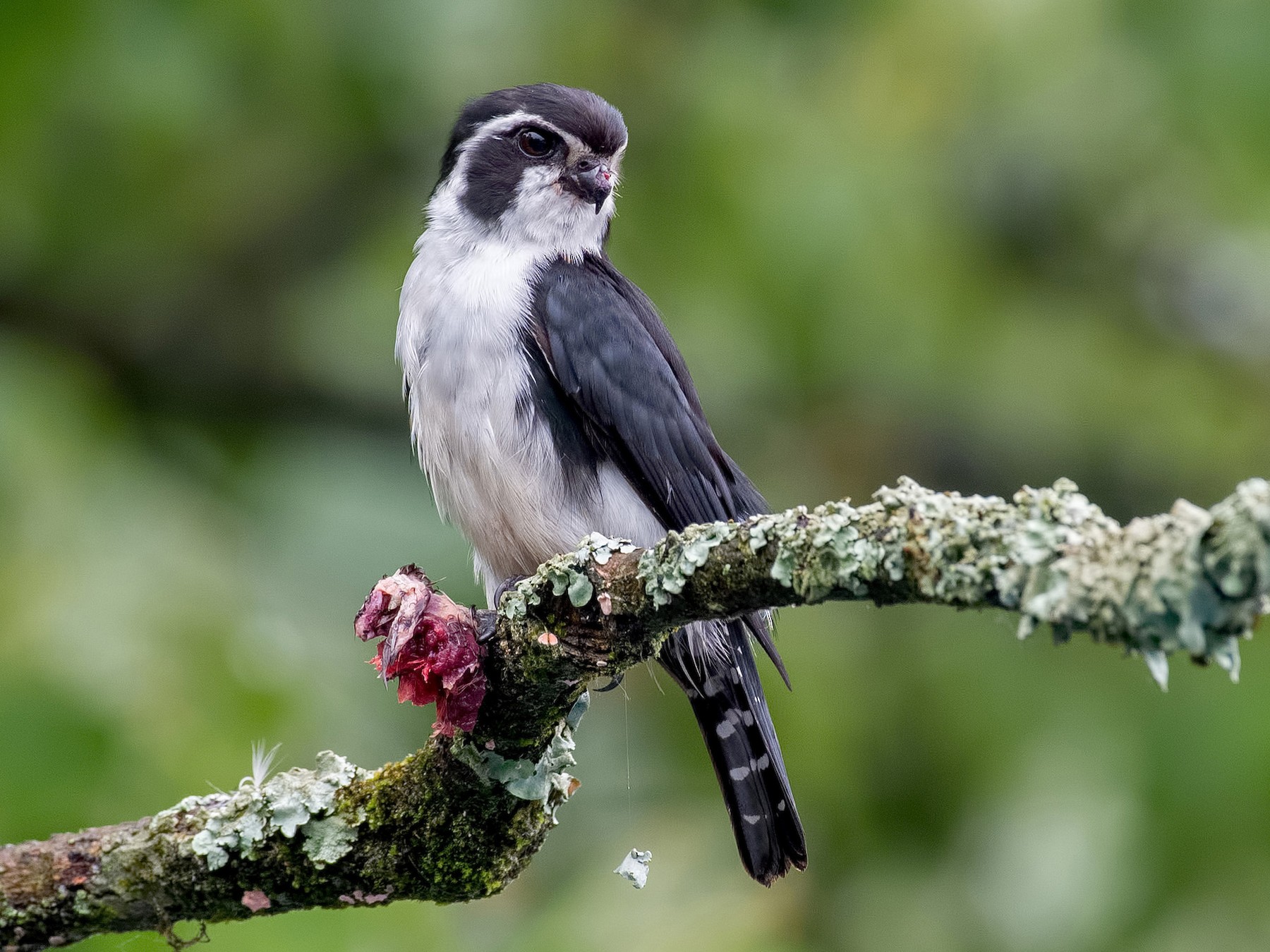 Pied Falconet - Shailesh Pinto