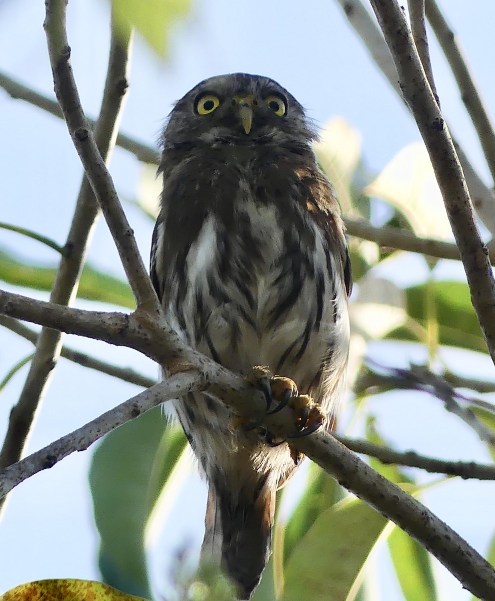 Ferruginous Pygmy-Owl - Laura Blutstein