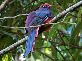  - Ward's Trogon