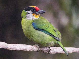  - Golden-throated Barbet
