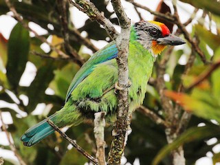  - Golden-throated Barbet