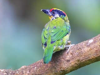  - Golden-throated Barbet