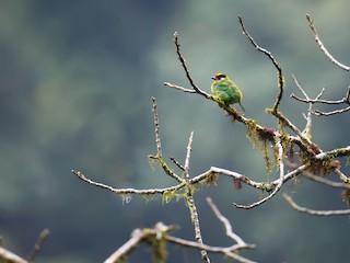  - Golden-throated Barbet