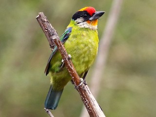  - Golden-throated Barbet