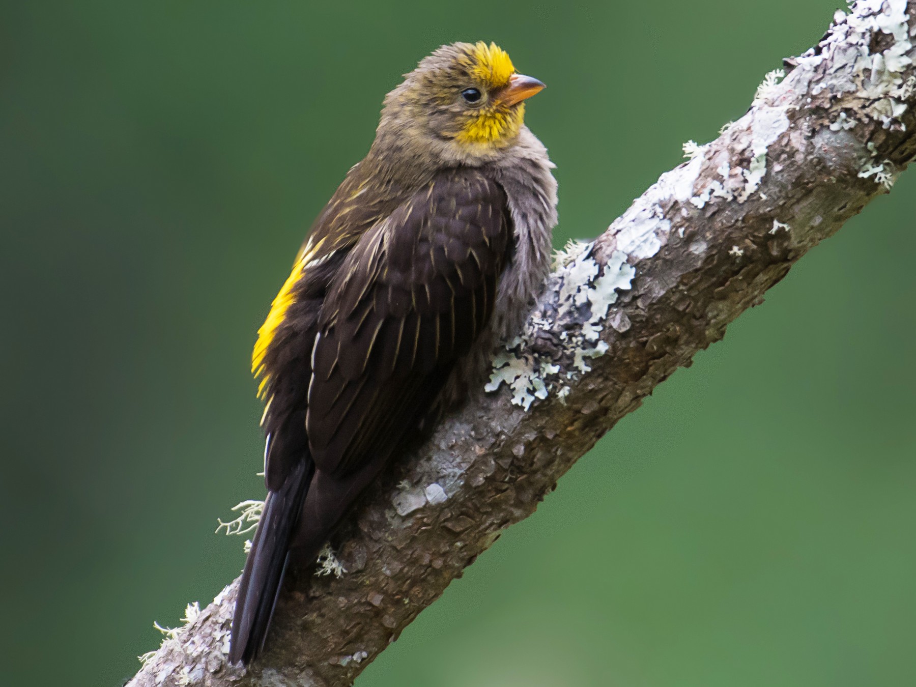 Yellow-rumped Honeyguide - eBird