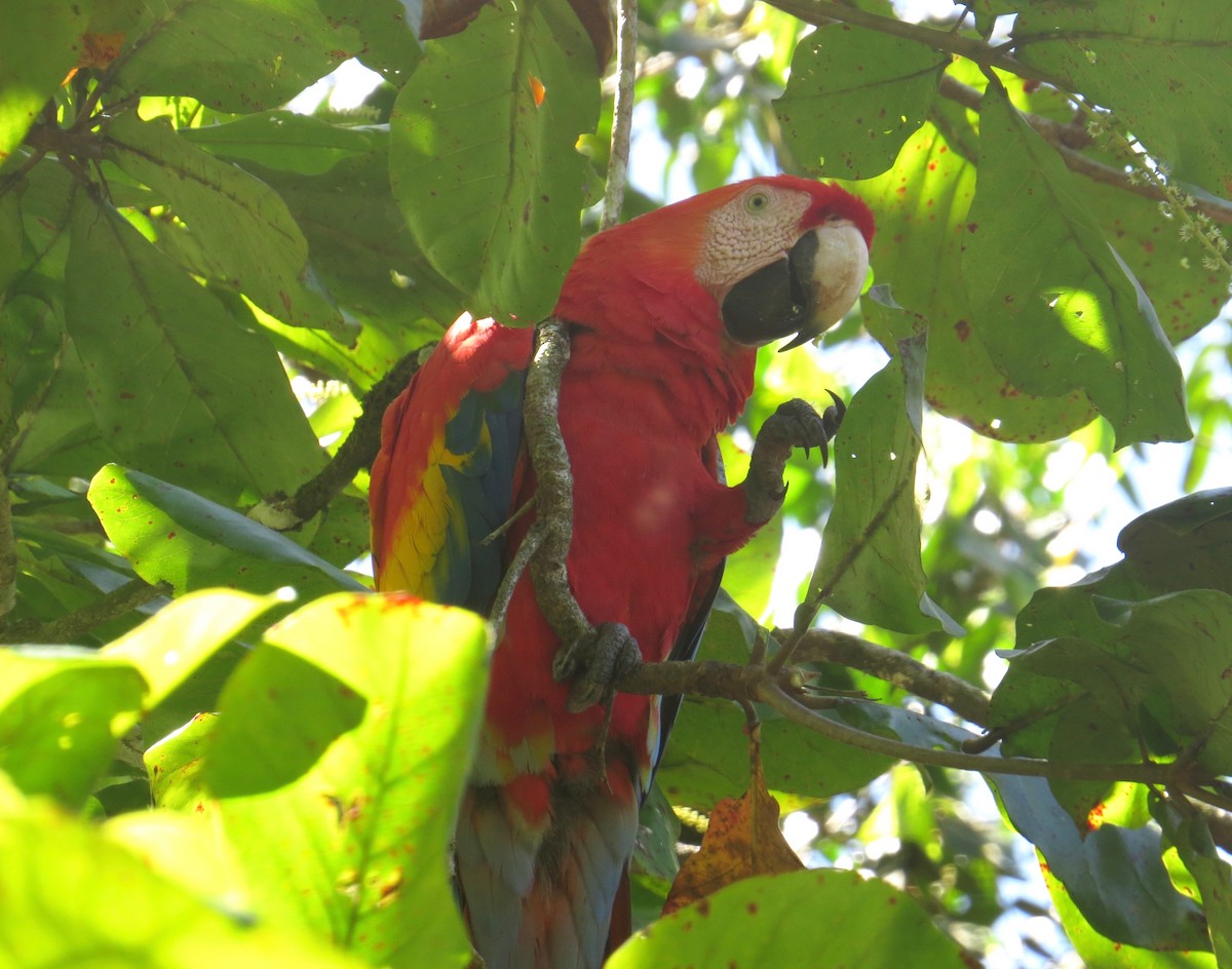 Scarlet Macaw - ML20776681