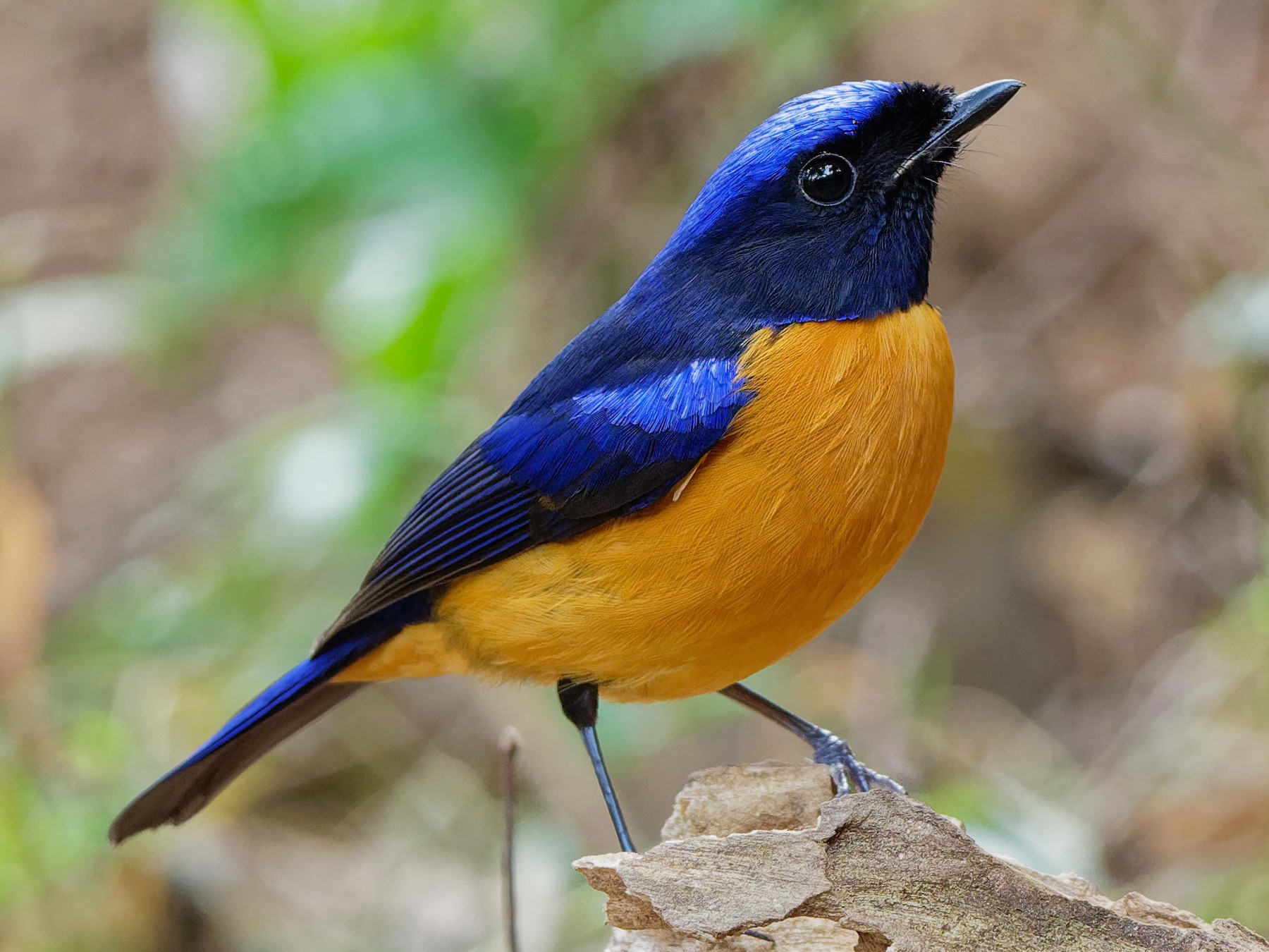 Rufous-bellied Niltava - Vincent Wang