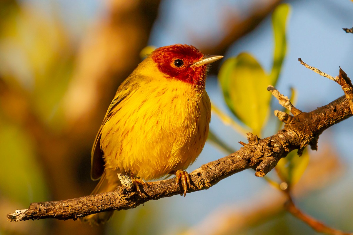 Yellow Warbler (Mangrove) - Dasha Gudalewicz
