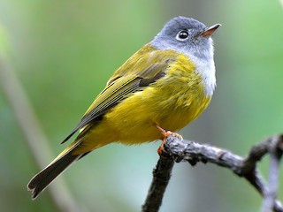  - Gray-headed Canary-Flycatcher