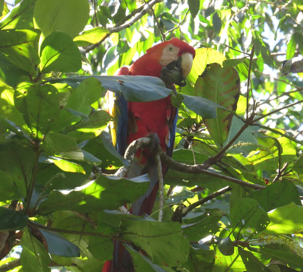 Scarlet Macaw - Gerry Hawkins