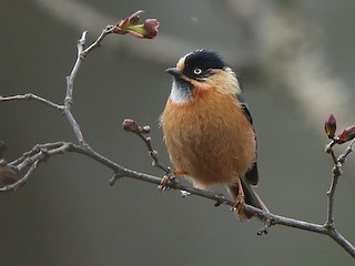 ヤマガラモドキ - eBird