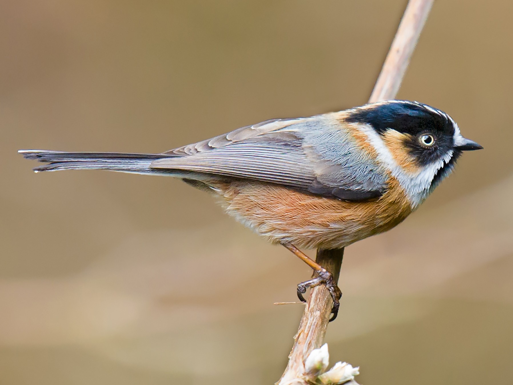 ヤマガラモドキ Ebird