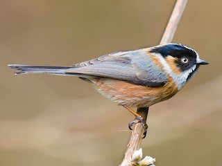 qoramagiz it uslubi porno surat