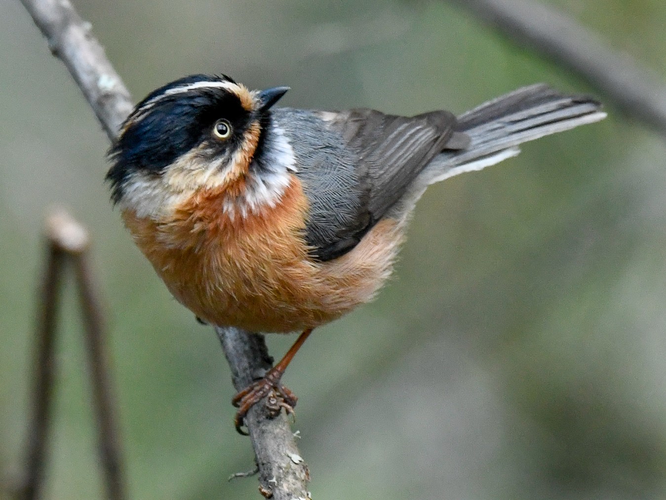 Black-browed Tit - eBird